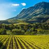 Wine Tasting Full Day Tour