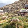 Full Day Safari Experience