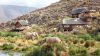 Full Day Safari Experience