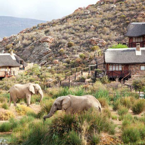 Full Day Safari Experience