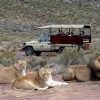 Full Day Safari Experience