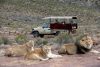 Full Day Safari Experience