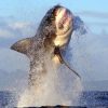Shark Cage Diving