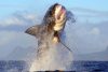 Shark Cage Diving