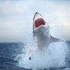 Shark Cage Diving