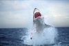 Shark Cage Diving