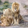 Full Day Safari Experience