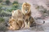 Full Day Safari Experience
