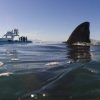 Shark Cage Diving