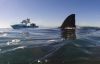 Shark Cage Diving