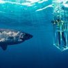 Shark Cage Diving