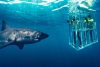 Shark Cage Diving