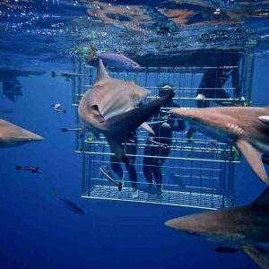 shark-cage-diving